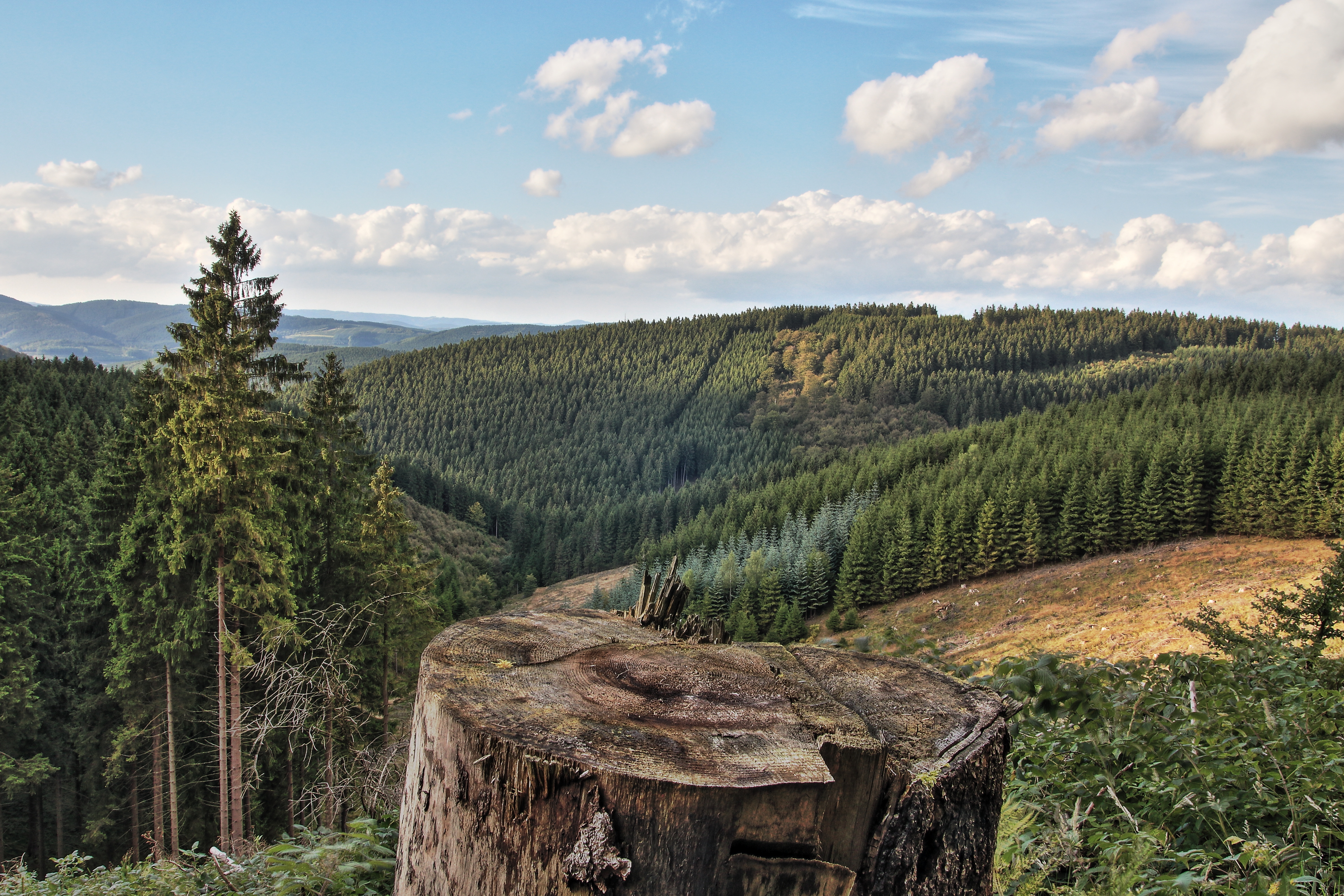 Koalitionsverhandlungen NRW - Zeitenwende Im Wald? | DStGB